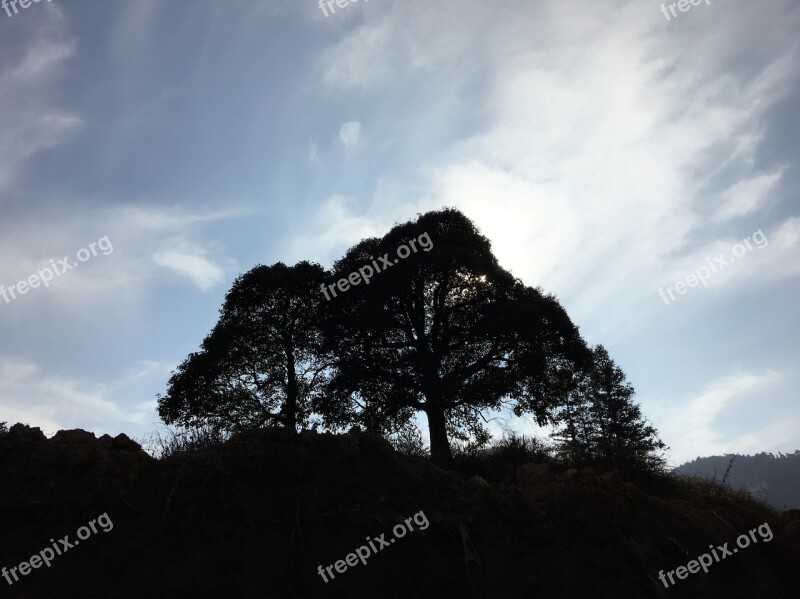 Afternoon Sun Big Trees Shadow Profile Free Photos