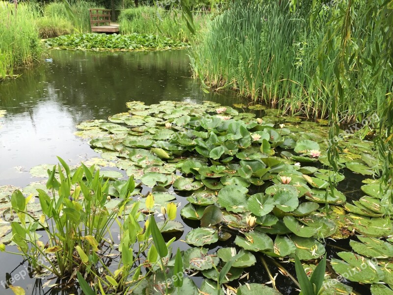 Water Lilies Lake Water Pond Free Photos