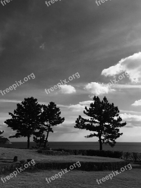 Jeju Island Seogwipo Ole Sea Tree Silhouette