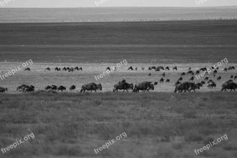 Wildebeest Migration Arrival Africa Wildlife