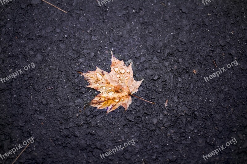 Leaf Maple Soil Rain Autumn