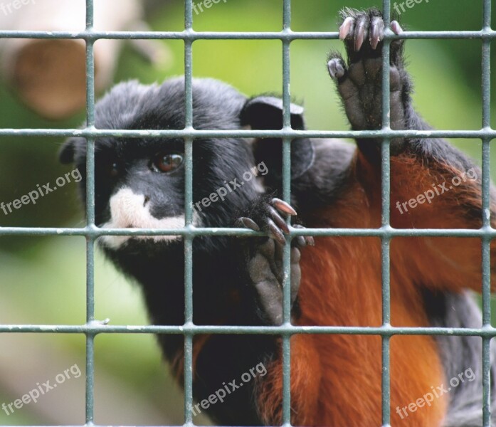 Animals Zoo äffchen Animal Imprisoned