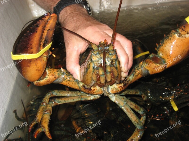 Lobster Cape Cod England Massachusetts Coast