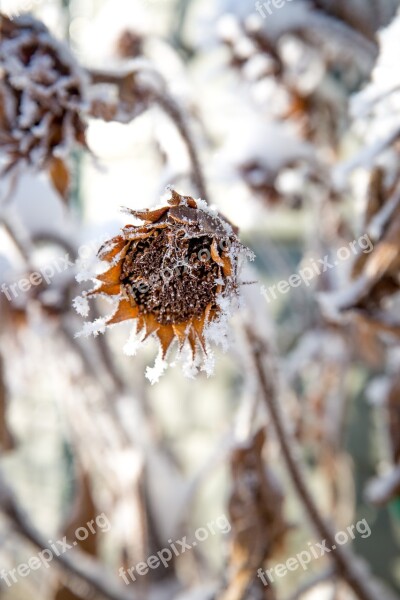 Frost Winter Snow White Flower