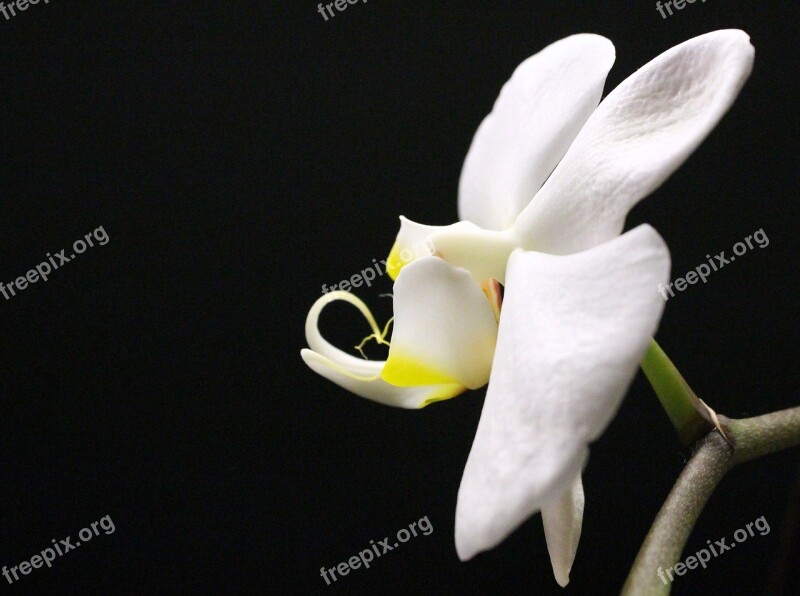 Orchid Orchid Greenhouse Orchidaceae Blossom Bloom