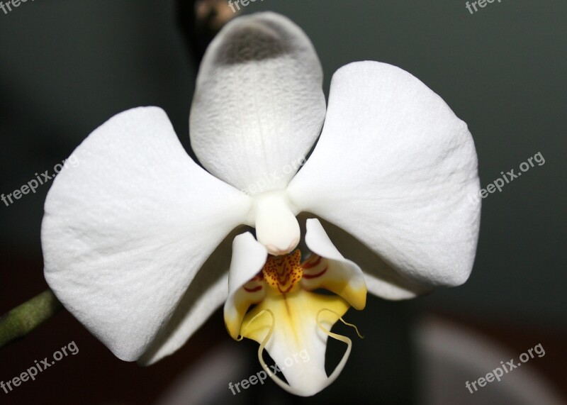 Orchid Orchid Greenhouse Orchidaceae Blossom Bloom