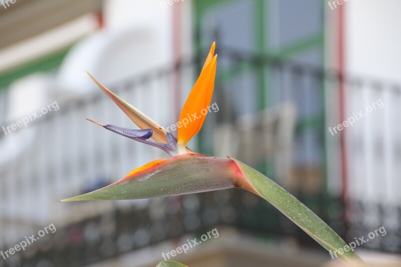 Flower Strelitzias Bird Of Paradise Flower Exotic Free Photos