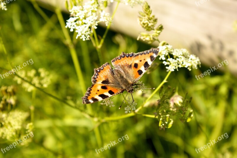 Butterfly Little Fox Butterflies Aglais Urticae Sheep Gift