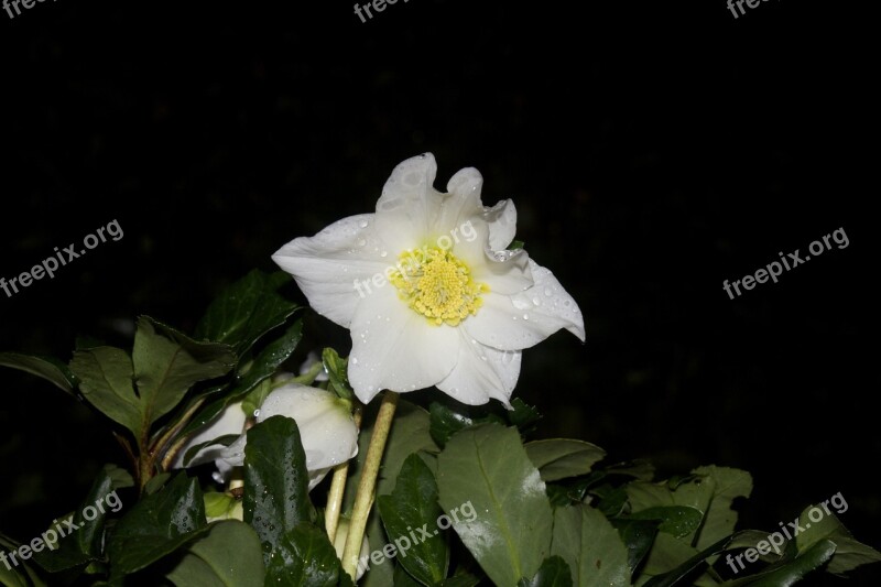 Christmas Rose Night Photograph Winter Night Close Up