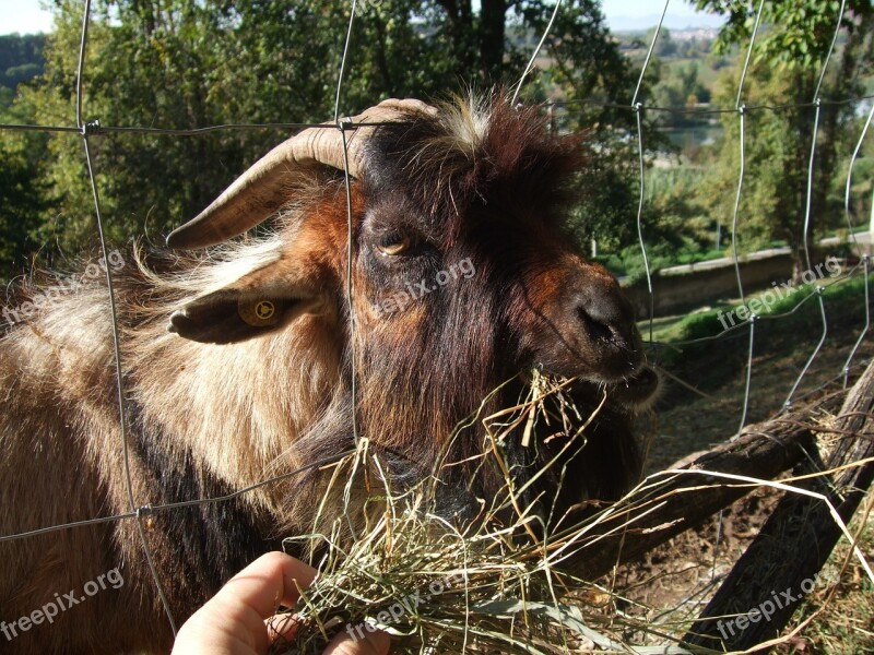 Capra Goat Natural Park Animal Italy