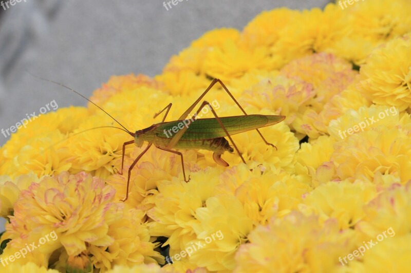 Grasshopper Larva Chrysanthemum Insects Plants