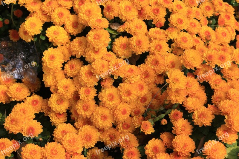 Chrysanthemum Republic Of Korea Flowers Plants Yellow