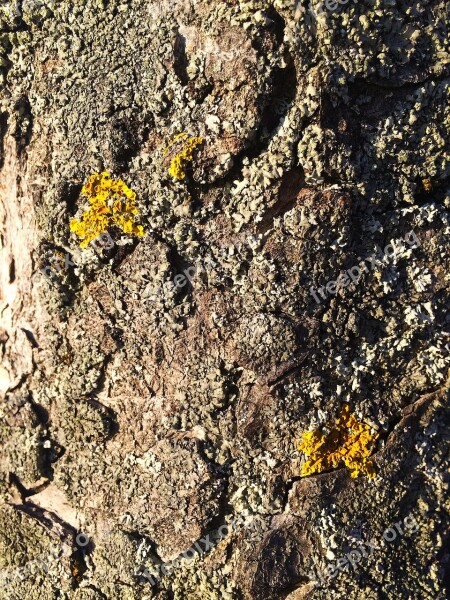 Bark Moss Log Tree Nature