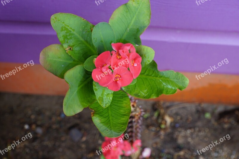 Thorn Flower Red Euphorbia Milii Christian-conditioning