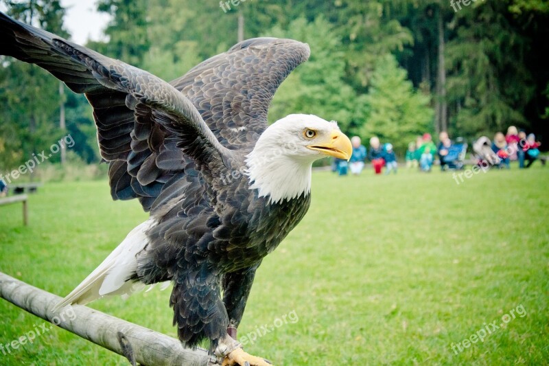 Bald Eagle Adler Raptor Bird White Tailed Eagle