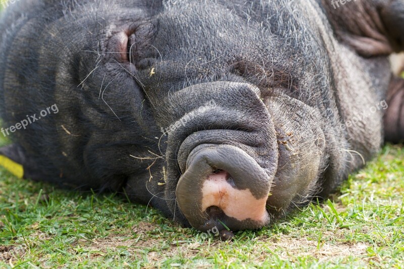 Pot Bellied Pig Pig Sleep Animal Farm