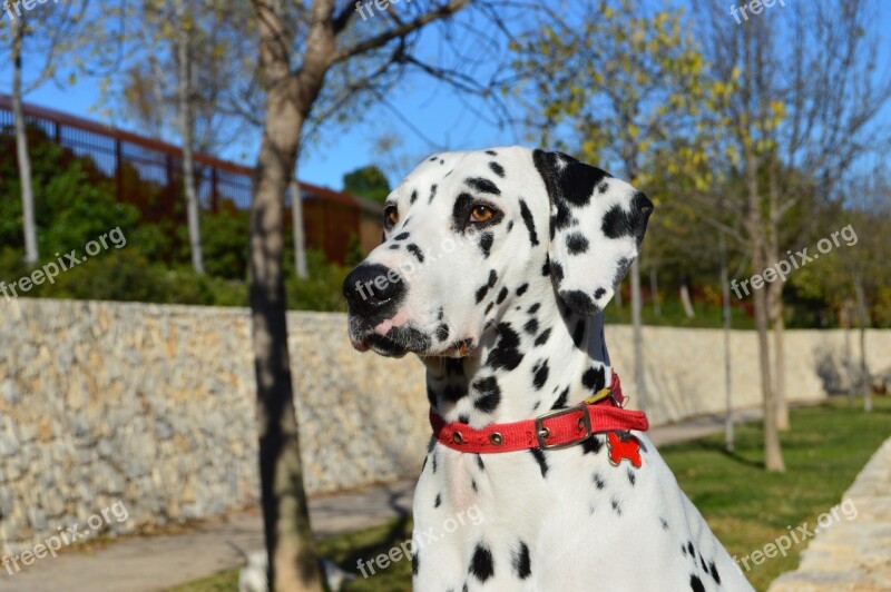 Portrait Dog Dalmatian Free Photos