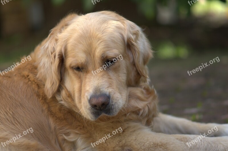 Golden Retriever Dog Pet Golden Retriever Head Big Dog