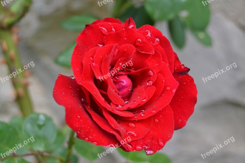 Red Rose Flower Drops Free Photos