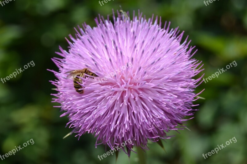 Thistle Bee Flower Spring Insect