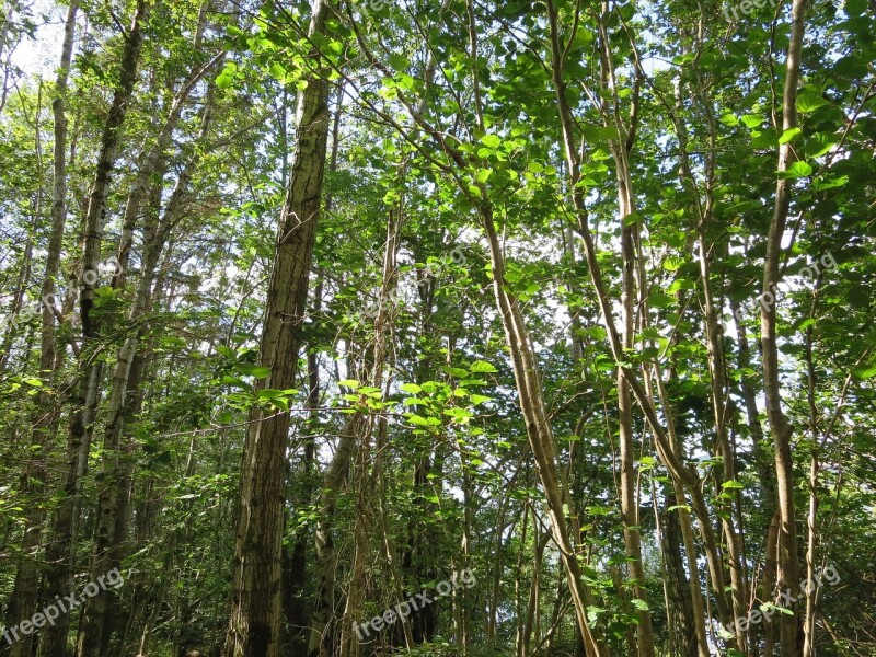 Forest The Nature Of The Trees Green Free Photos