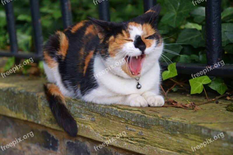 Cat Yawning Portrait Domestic Cute