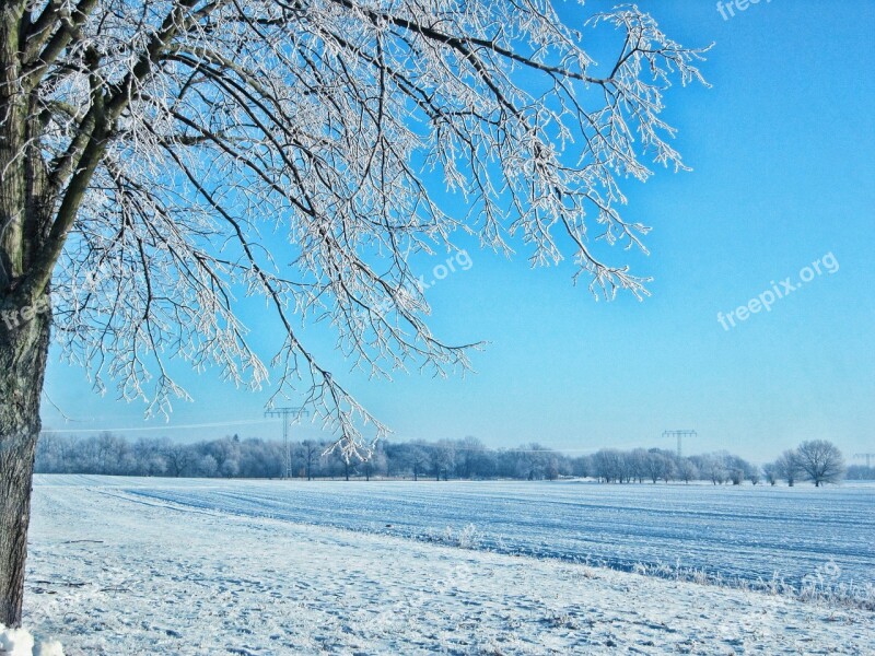 Field Tree Winter Snow Brandenburg