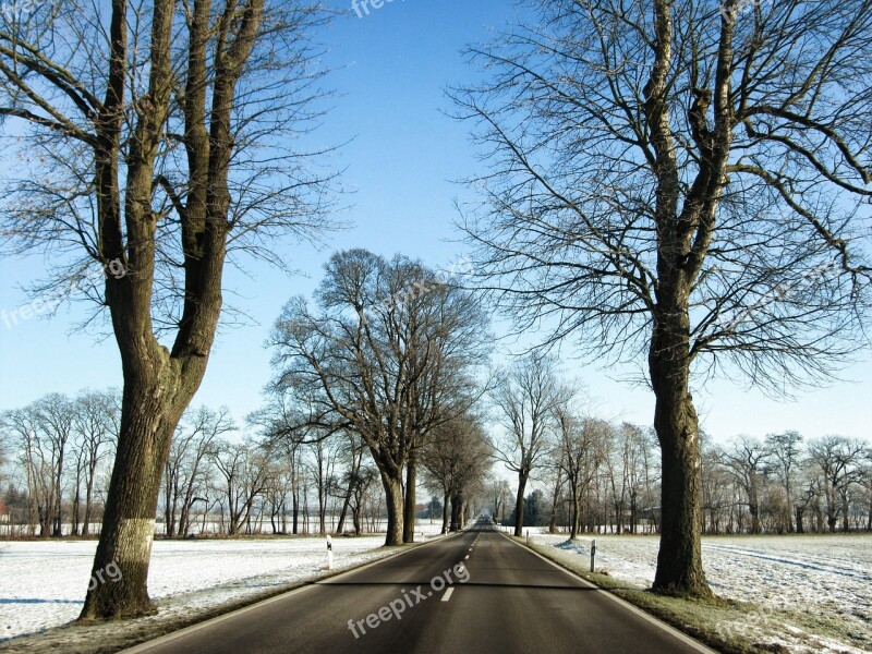 Road Tree Lined Avenue Winter Brandenburg Landscape