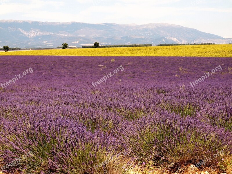 Lavender Drôme Provence Landscape Nature