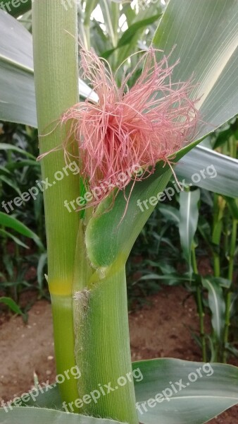 Corn Nature Agriculture Corn Field Free Photos