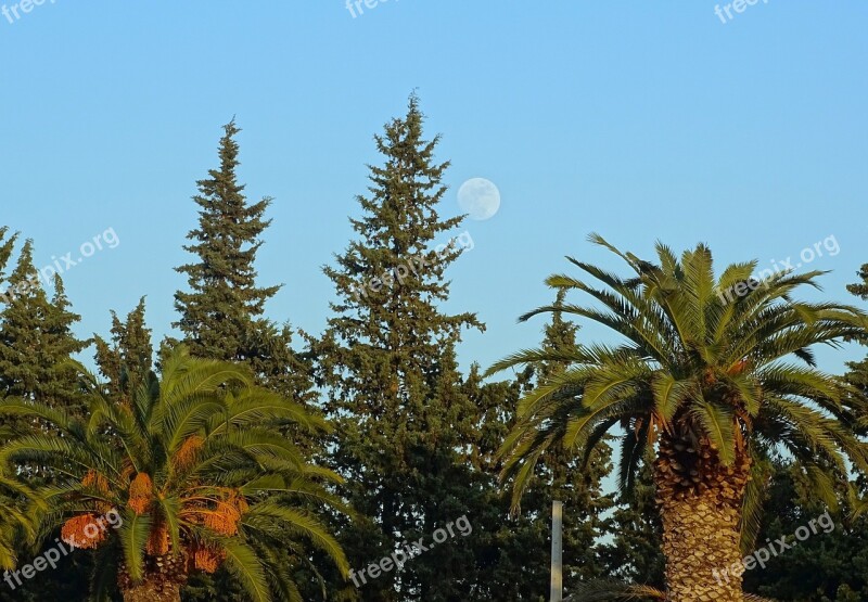 Trees Day Blue Green Landscape