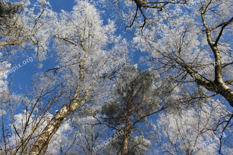 Winter Winter Forest Forest Winter Magic Treetop