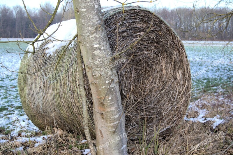 Winter Tree Straw Bales Agriculture Wintry