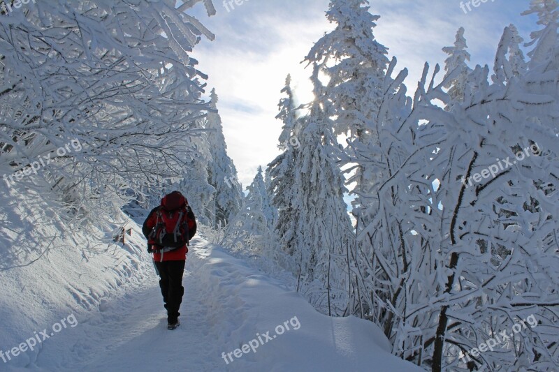 Winter Snow Icing Trees Forest