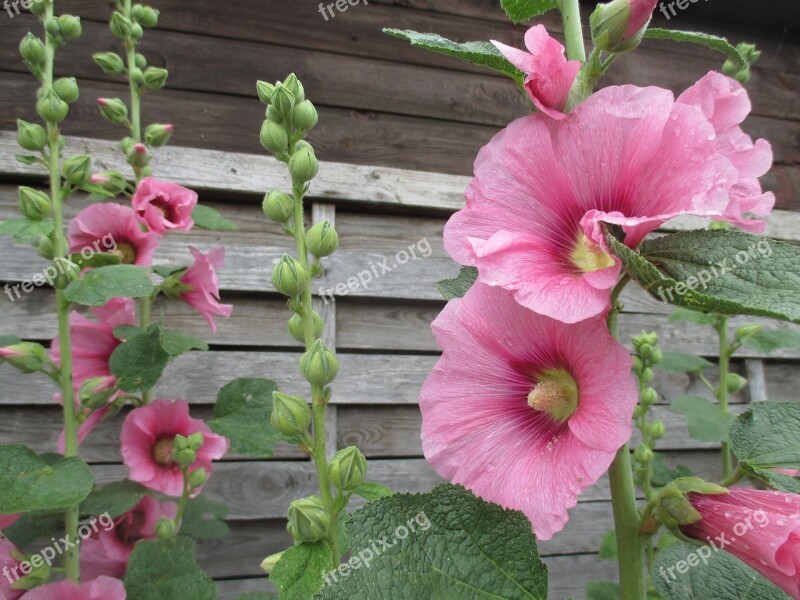 Stock Rose Summer Flowers Bloom Nature