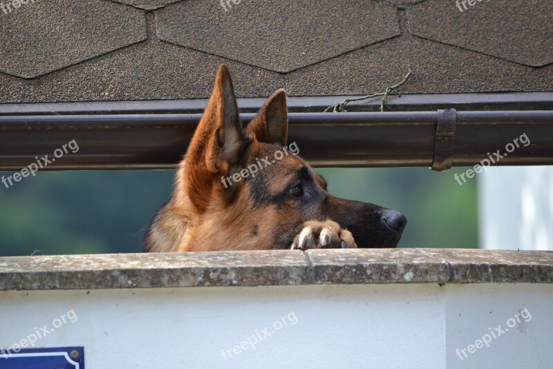 Dog Watches Curious German Shepherd Wall