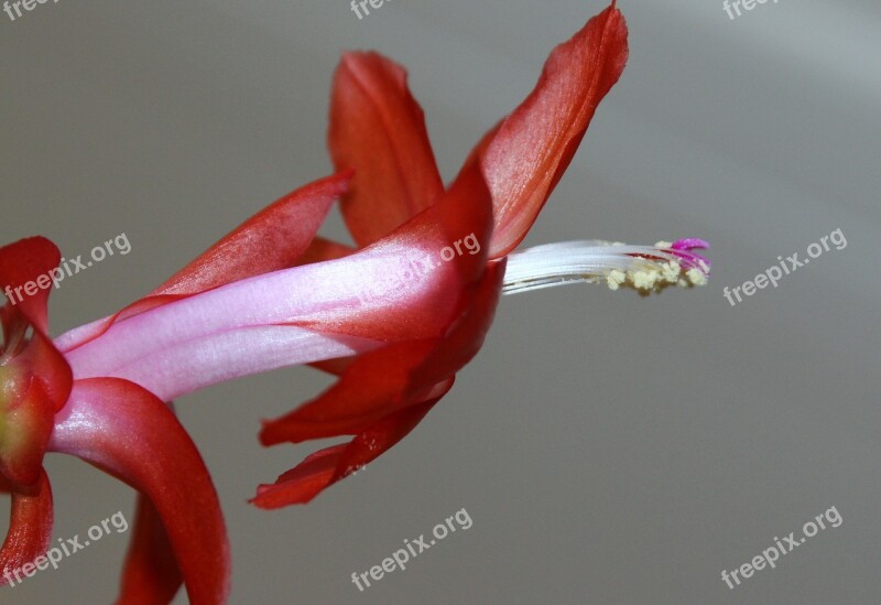 Easter Cactus Weihnachtskaktus Plant Blossom Bloom