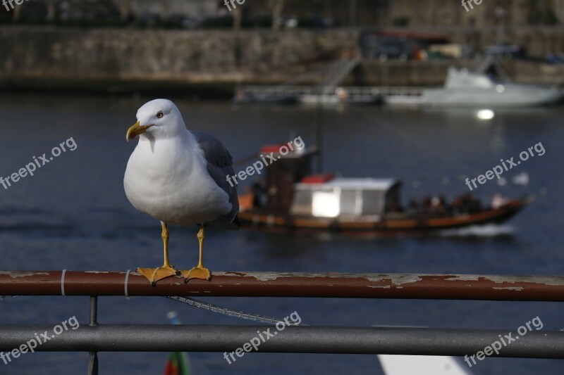 Seagull Vigilant Rio Boat Landscape