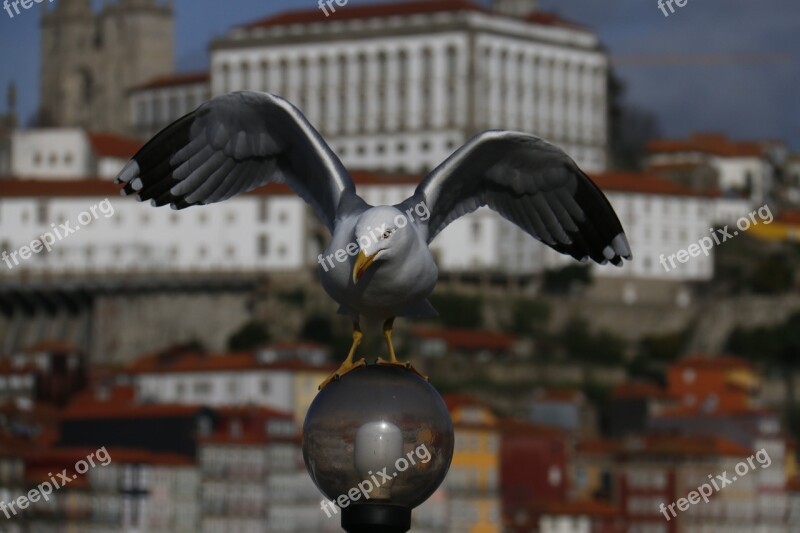 City Landscape Nature Seagull Flying Over The City