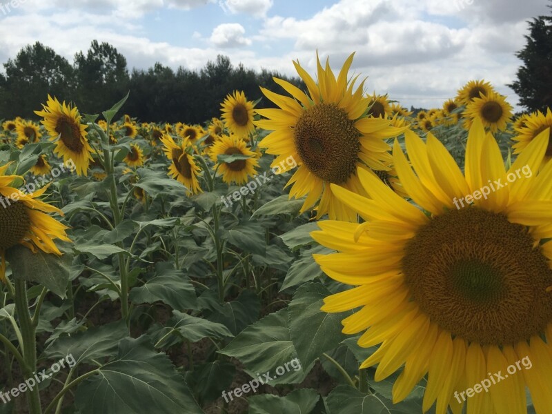 Sunflower Summer Nature Flowers Yellow Flower