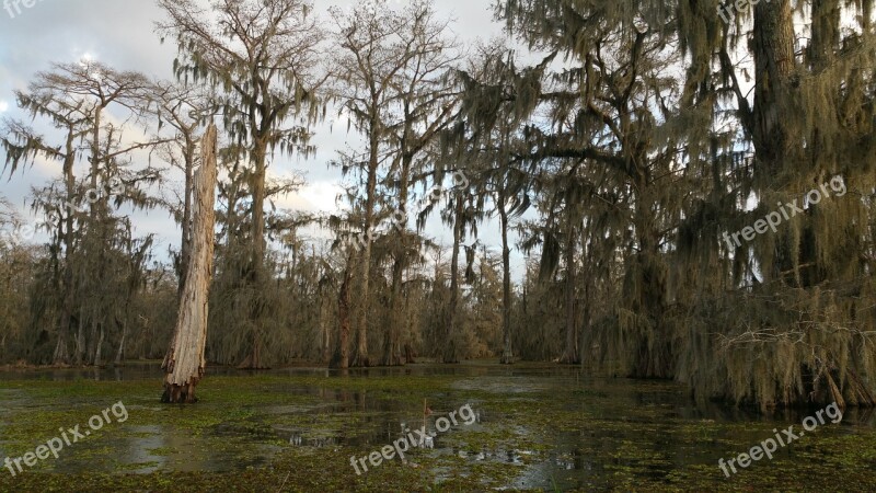 Cypress Swamp Louisiana Lake Martin Green Lake