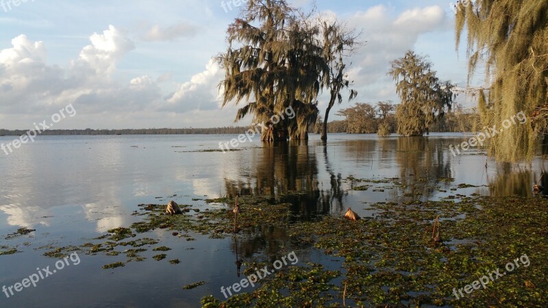 Cypress Trees Moss Louisiana Lake Martin Free Photos