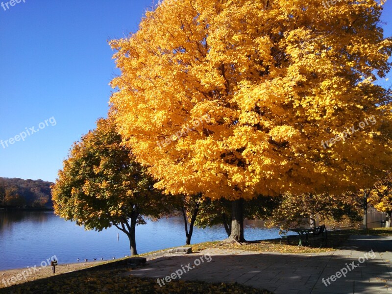 Fall Autumn Colorful Nature Trees