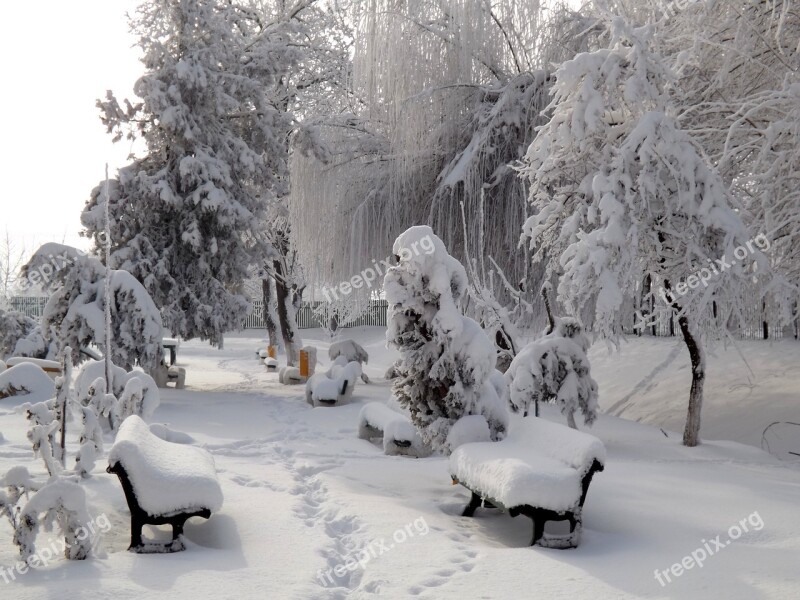 Park Snow Bank Tree White