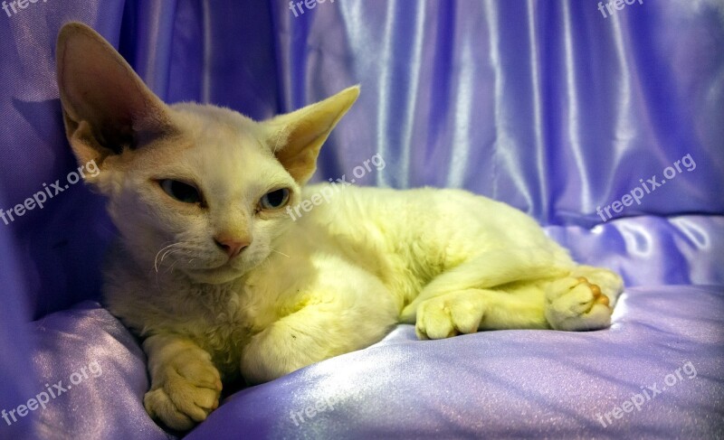 Sphynx Cat Resting Hairless Domestic Pet