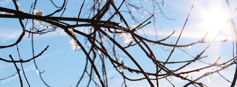 Sun Branches Sparkle Nature Aesthetic