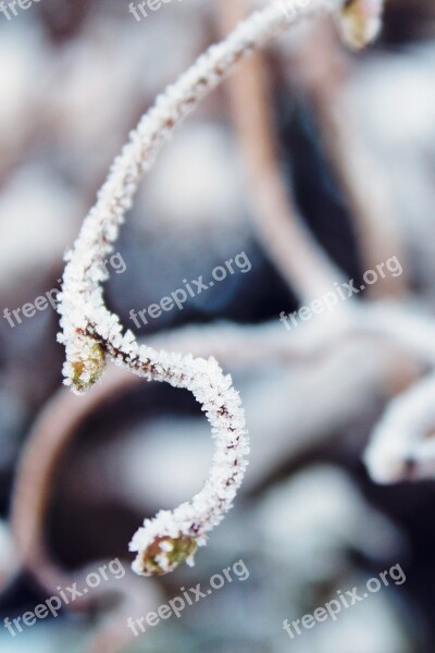 Branch Frost Snow Winter Frozen