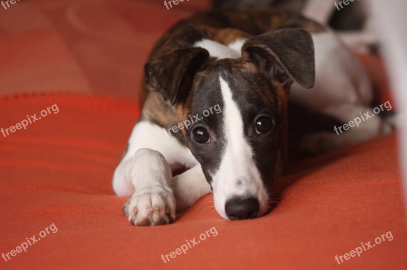 Nature Animal Dog Whippet Trust