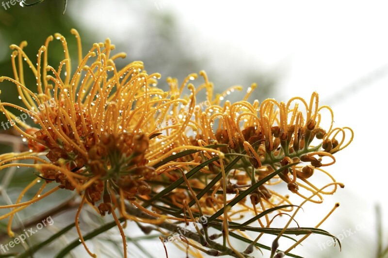 Grevillea Australia Outdoor Closeup Isolated