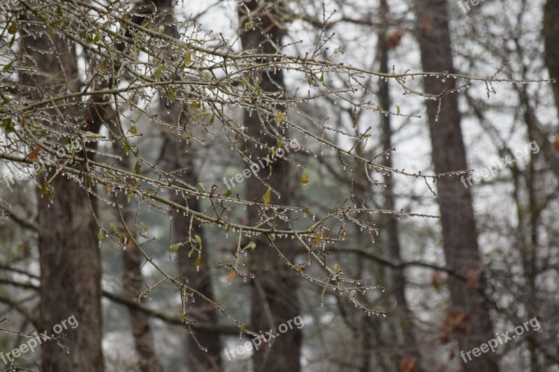 Icicles Freezing Rain Frozen Leaves Frozen Branches Ice